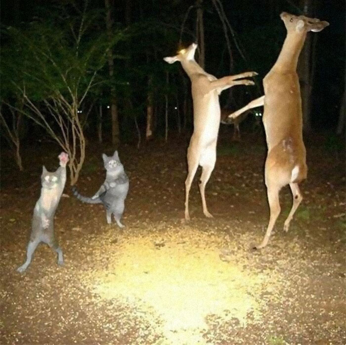 外国人 もはや説明不要な動物のネタ画像を集めてみた 笑 ２ch トピックス 速報まとめたよ