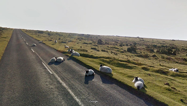 google-street-animals-5d2441e2d6c81__700