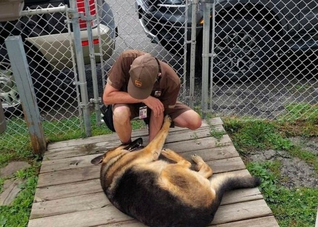 cute-ups-dogs-pics-64132c1aa2c6b__700