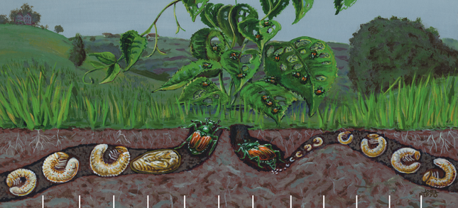 Japanese-beetle-life-cycle-Joel-Floyd