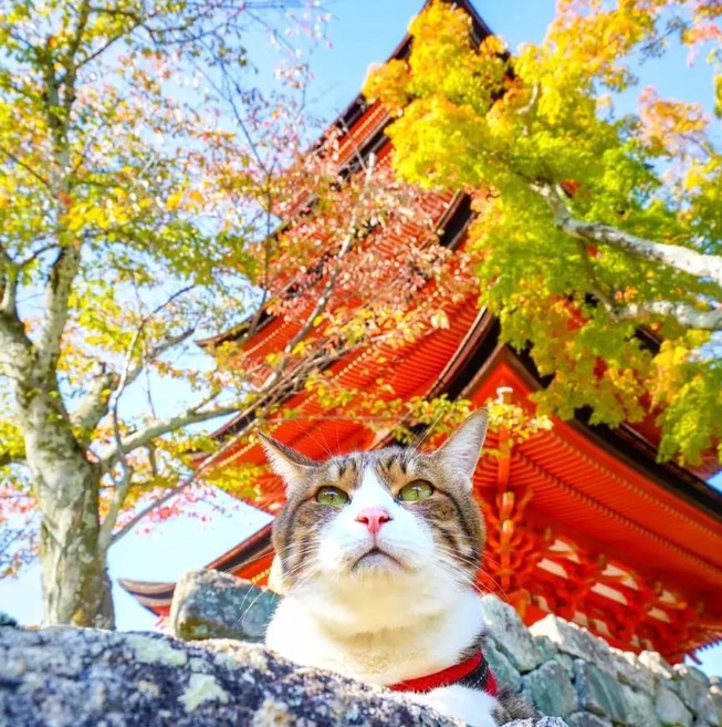 traveling-cats-japan