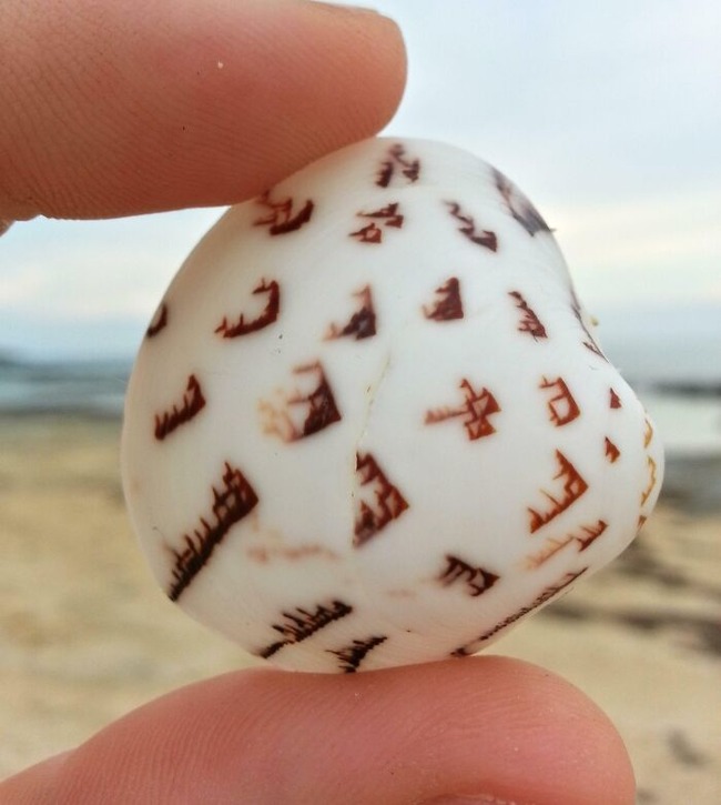 6526727117e26_unexpected-finds-in-beach