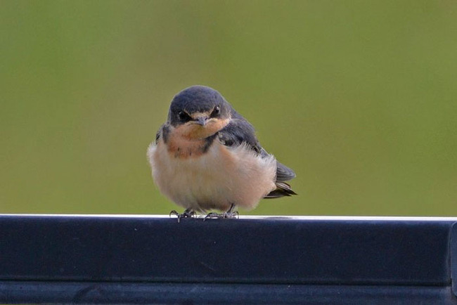funny-wildlife-animals-photos-45463-612e414398a38__700 (1)
