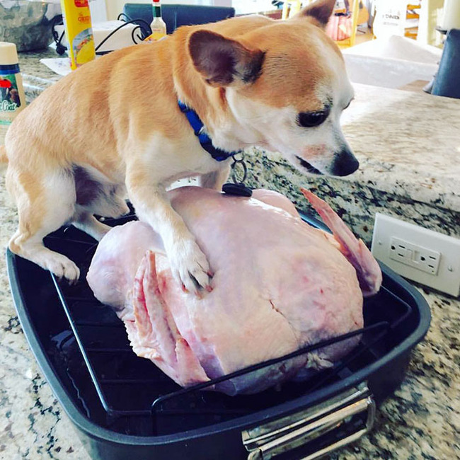 unfortunate-thanksgiving-fails-53-655750212192b__700