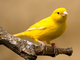 1322867162_canary-6