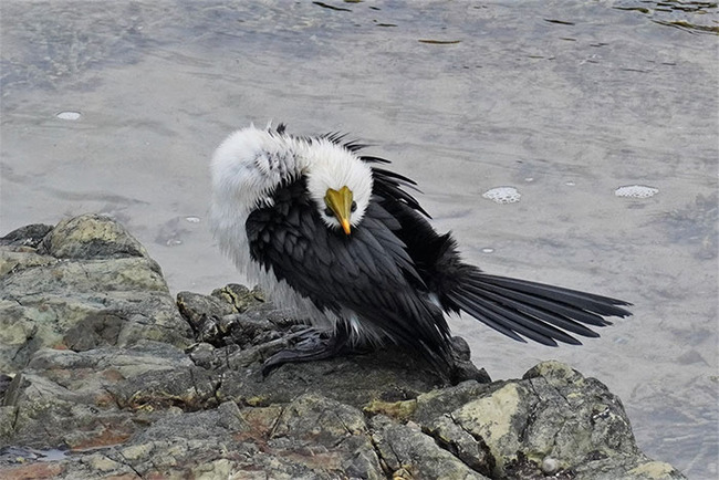funny-candid-bird-photography-6346ab5373b5e__700