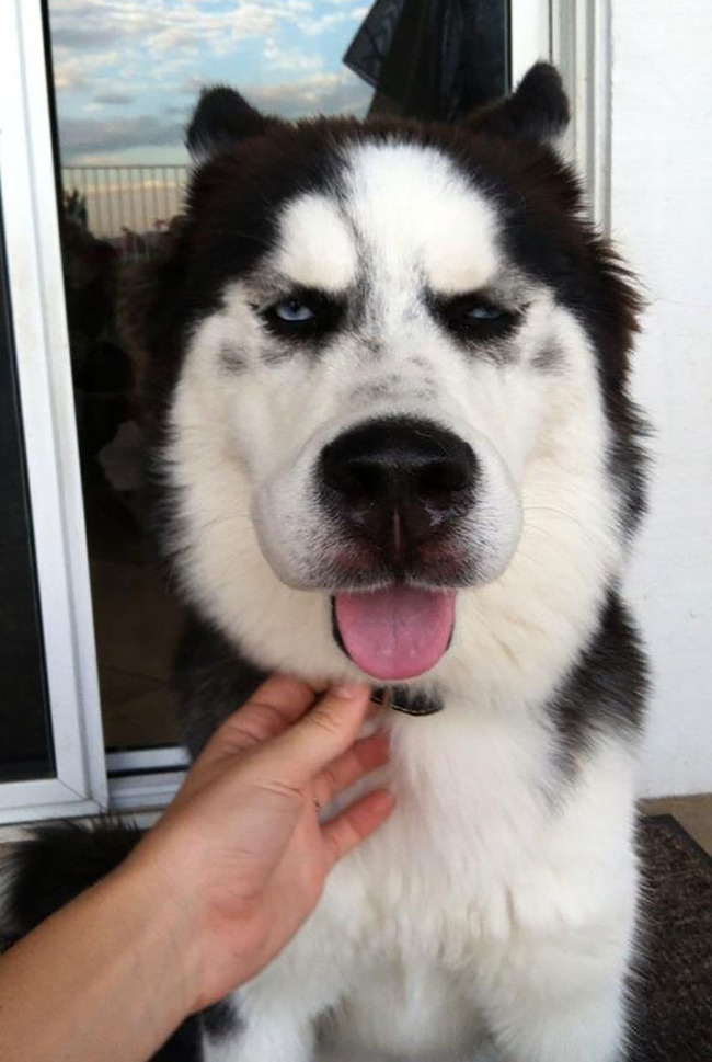 funny-dogs-stung-by-bees-16-5c877eba8e0b0__700