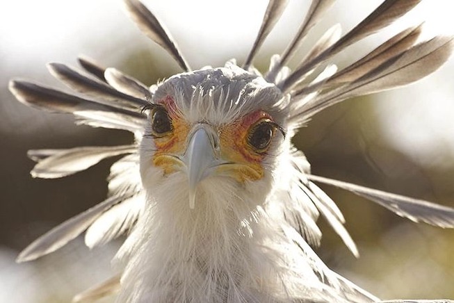 Secretary Birds