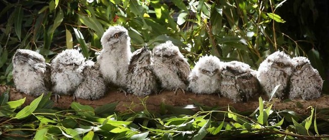 frogmouth-birds-cute-babies-pics-43-5f74432767e3e__700