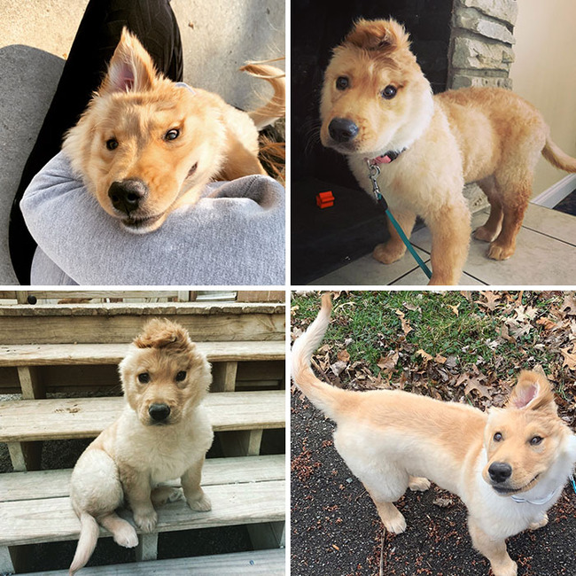 unusual-pets-genetic-mutations-35-6560b39976399__700