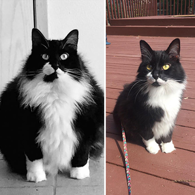 fat-cats-losing-weight-before-after-221-5ed4cdd17305a__700