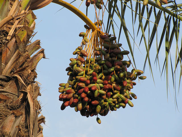 how-food-grow-30-58aaddff351f8__880