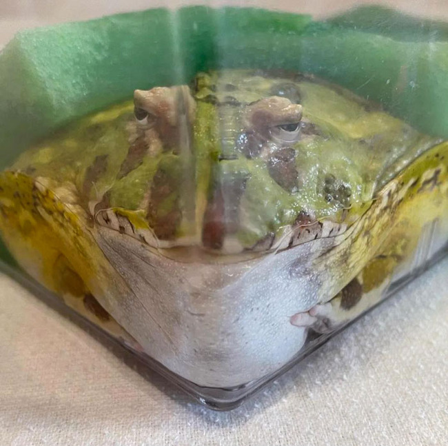 funny-cute-frog-pics-3-66d1c1424d447__700