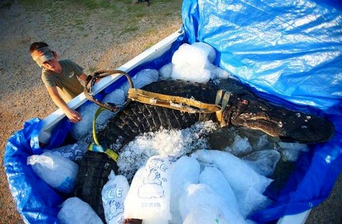 a2014-8-19gator30