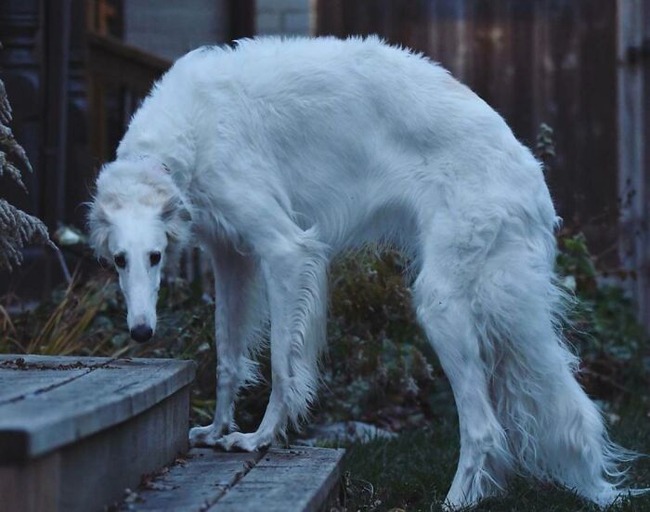 6751699614d0c_haunted-skinwalker-lurking