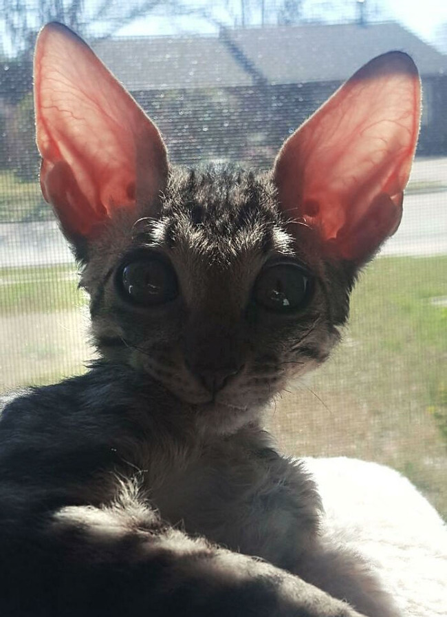 animals-with-large-ears-1-65410c883f2f0__700