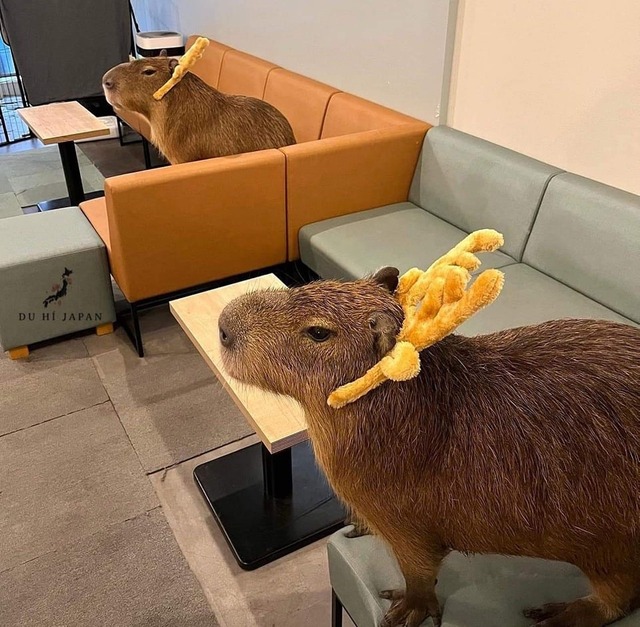 486311026_704804531881236_907320