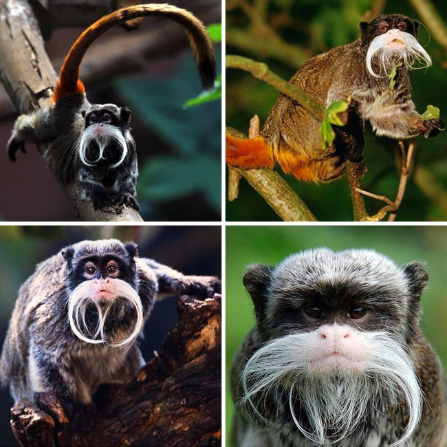 strangest-wildlife-pics-9-6385d239df39a__700