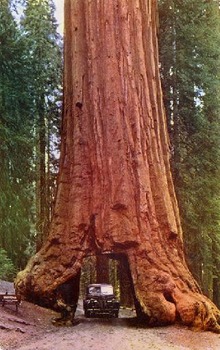 giant_redwood_trees-10224
