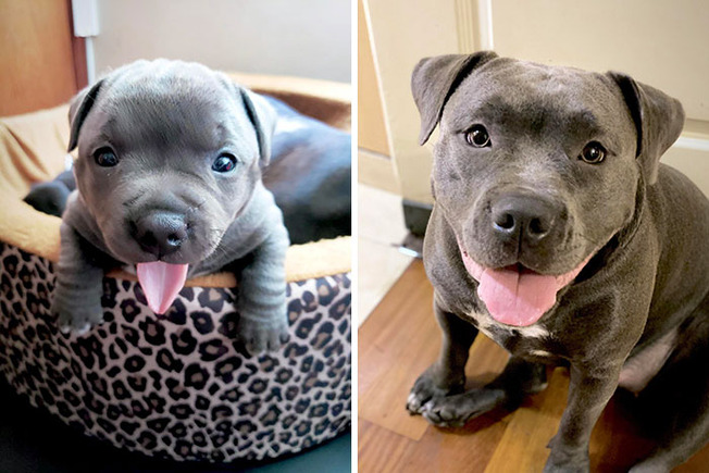 dogs-growing-up-165-601bf79230fe9__700