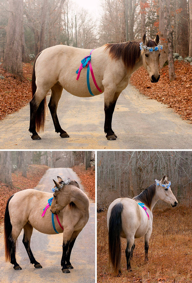 adorable-pregnant-animals-24-6385bd2e7d290__700