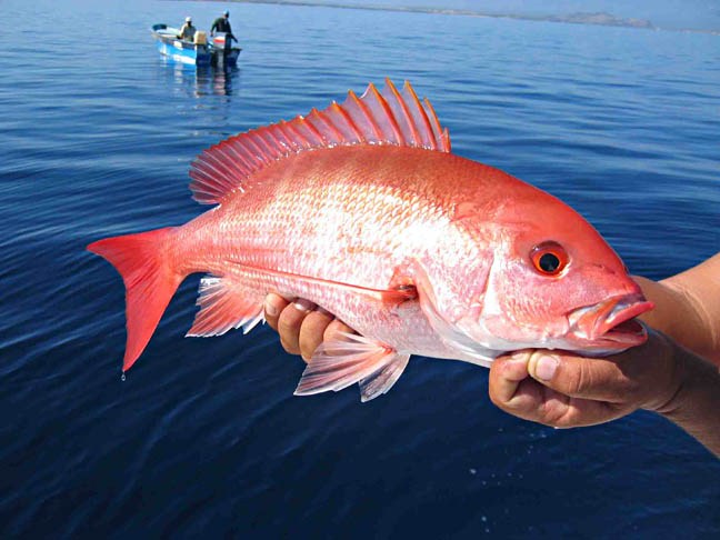 snapper3