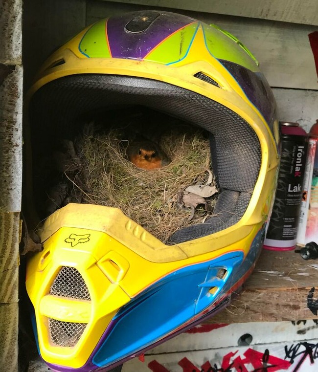 64678acbdbf75_funny-bird-nests-unusual-places