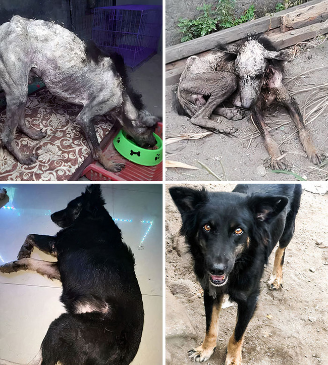 rescue-dogs-before-after-pics-57-6419c5b41ea6a__700