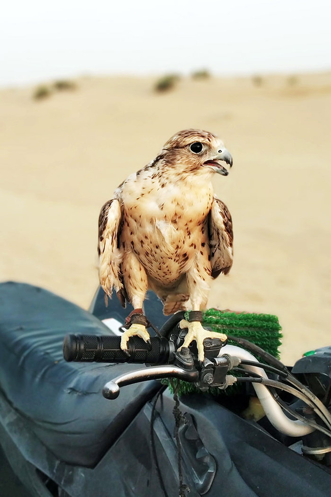interesting-dubai-42-6466323eb192c__700 (1)
