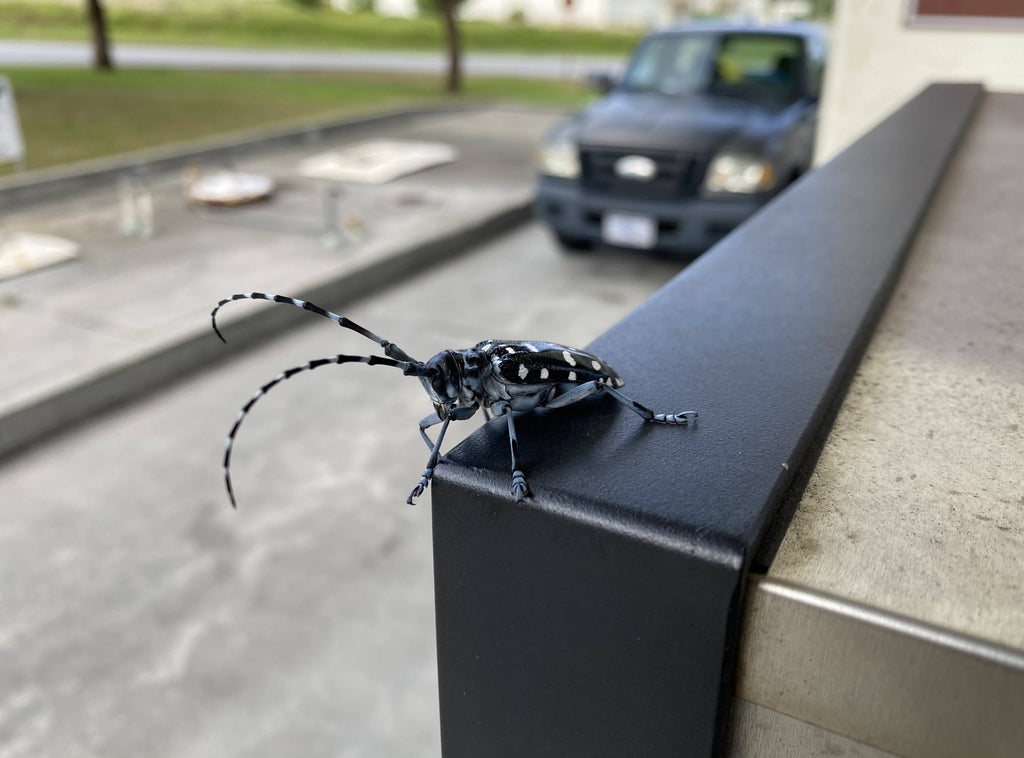 外国人 沖縄でカッコいい謎の虫を見つけた これは何なんだ 2ch トピックス 速報まとめたよ 外国人 沖縄でカッコいい謎の虫を見つけた これは何なんだ 2ch トピックス 速報まとめたよ