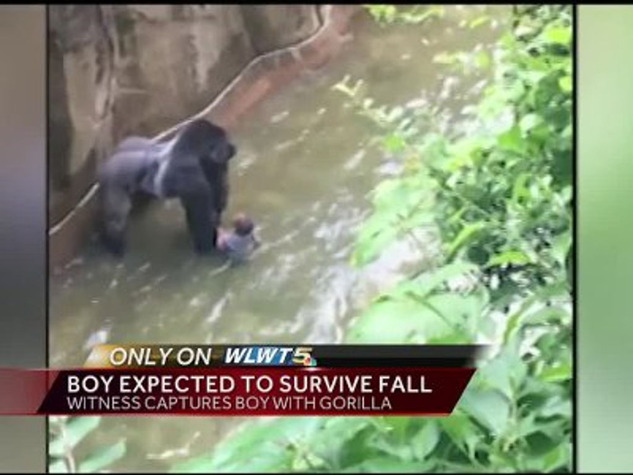 動物園で男児転落 ゴリラ射殺がアメリカで大論争 両親に責任追及する署名30万人分集まる 海外の万国反応記 海外の反応 動物園で男児転落 ゴリラ射殺がアメリカで大論争 両親に責任追及する署名30万人分集まる 海外の万国反応記 海外の反応