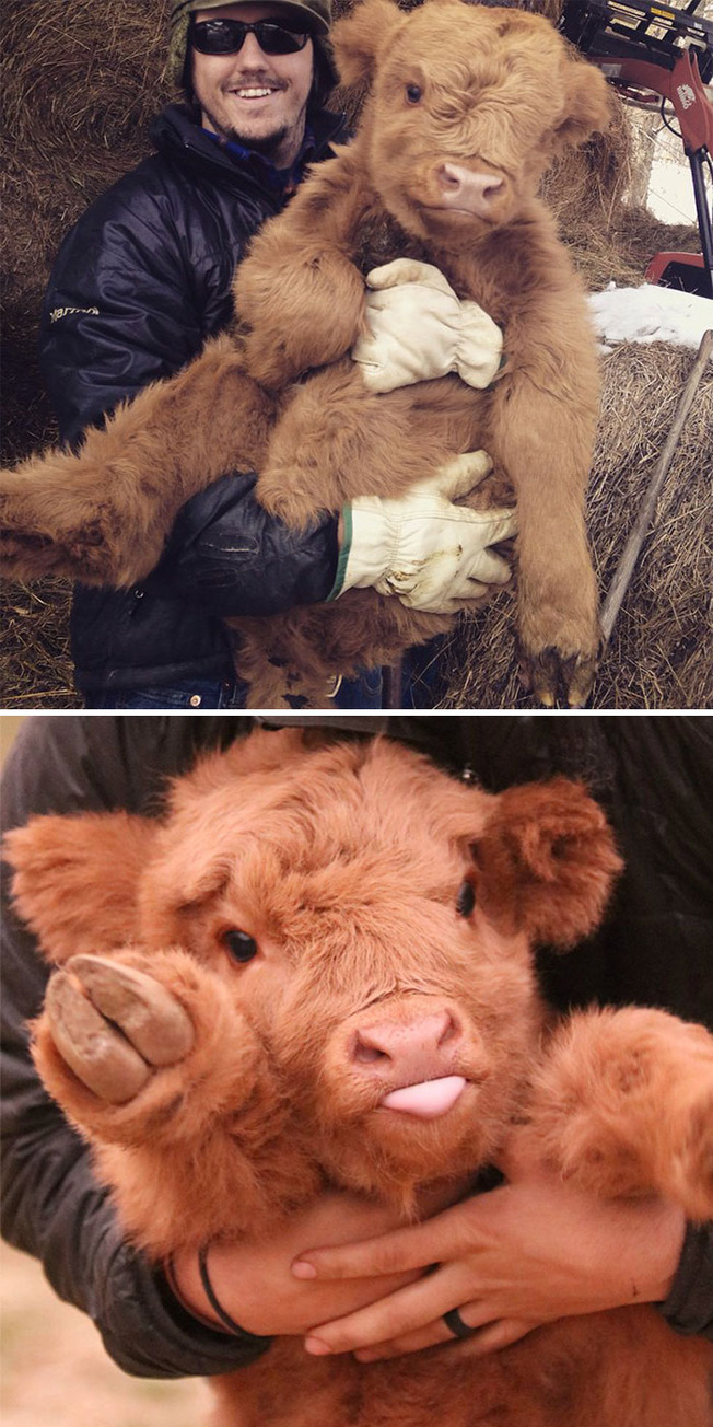 adorable-baby-animals-16-611cf808d5875__700 (1)