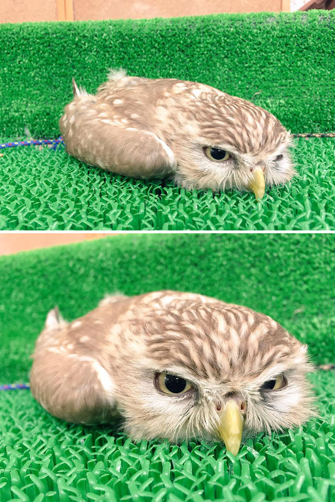 sleeping-baby-owls-face-down-5-5ef2f59e1b095__700