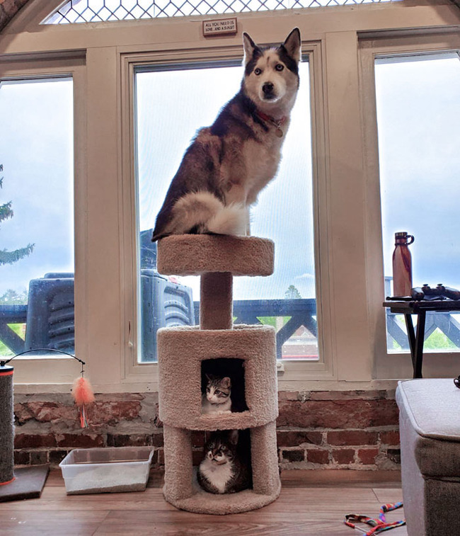 dogs-behaving-like-cats-1-66ea7e5eb6440__700