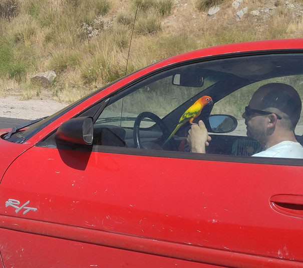 dangerous-distracted-driving-138-5b72ddb1a2097__605