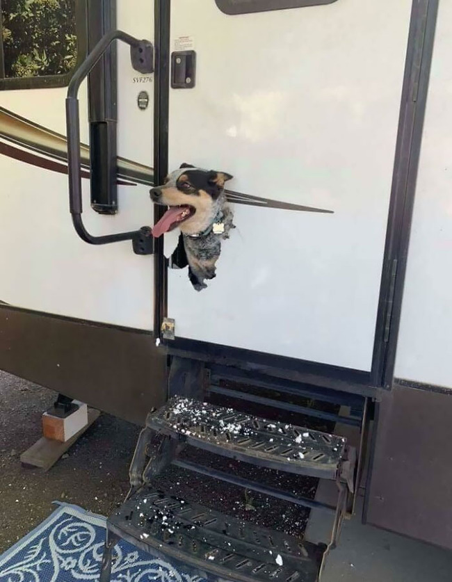 dogs-destroying-things-30-6565a693e9963__700