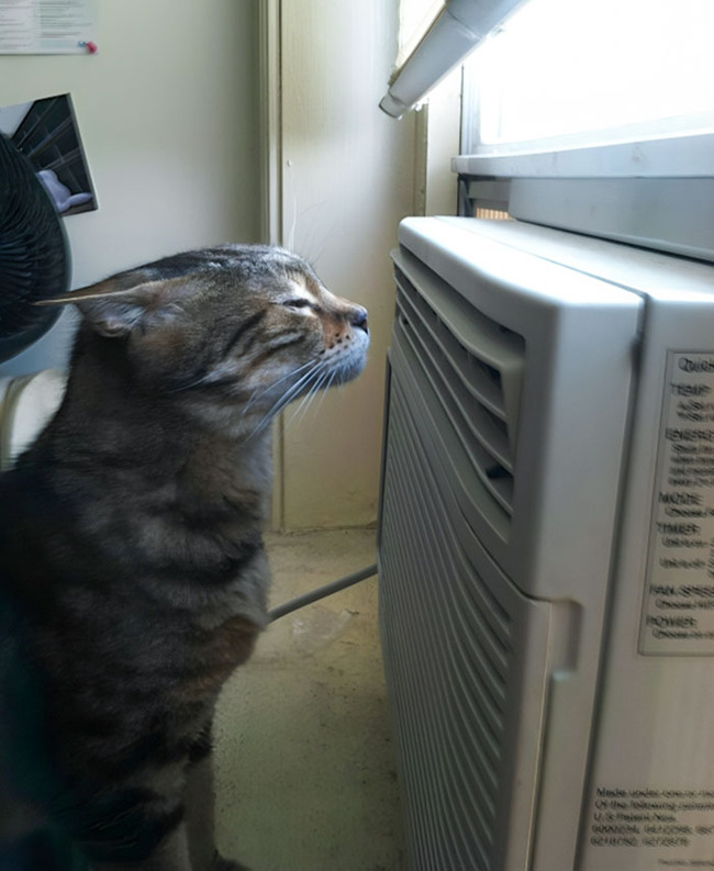 pets-escaping-summer-heat-25-64f737b5bdebe__700