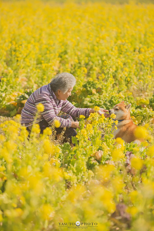 grandmother-dog-shiba-inu-photos-yasuto-18-5e3d178a8f077__700