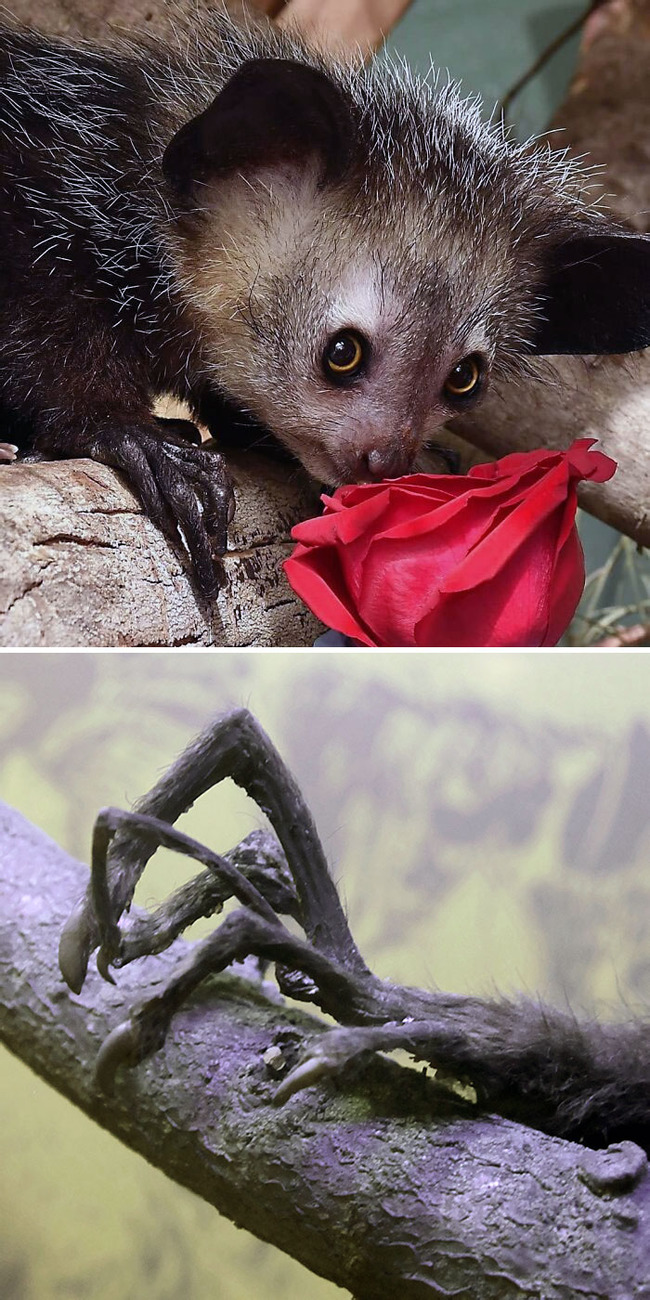 unique-animal-paws-2-661648c9d3d0a__700