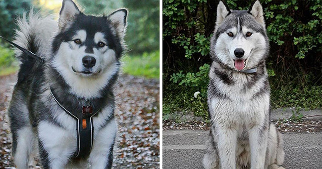 dog-breeds-that-look-similar-5f85a1443ee96__700