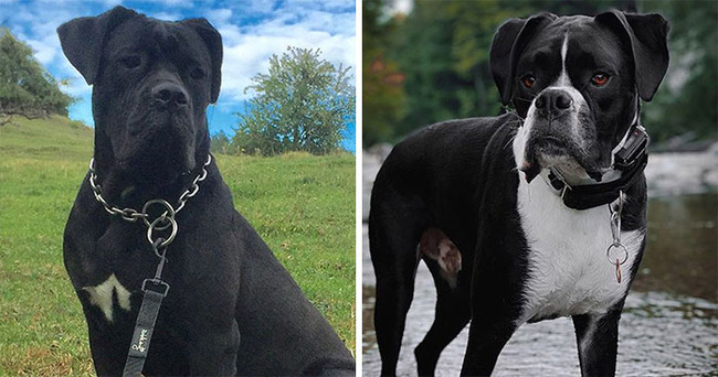 dog-breeds-that-look-similar-5f85a40e69893__700 (1)