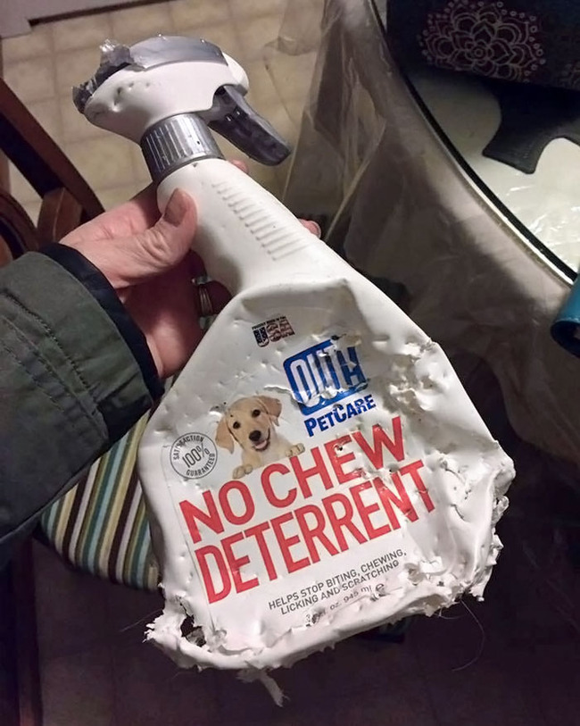 dogs-destroying-things-4-65645411e55c8__700