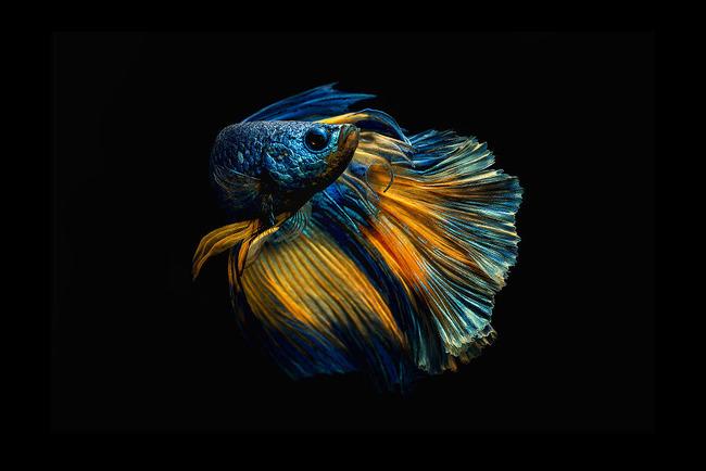 Blue-Dragon-5df8cfa4c349c__880