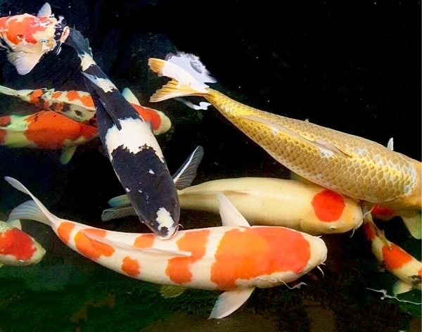 img_ja1_313_5ee887f2-0830-471a-91ad-45309d07c69f