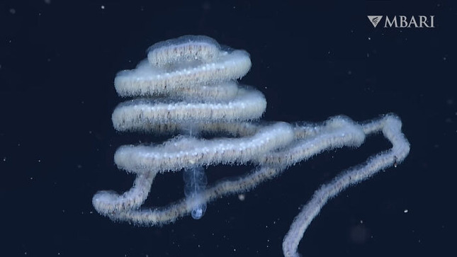 VS-YouTube-Thewoollysiphonophore