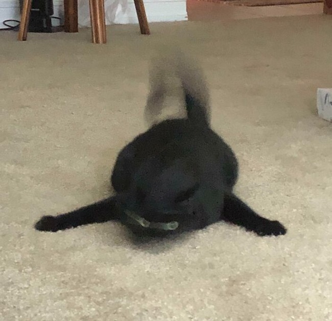 63ce7a2e5ec65_funny-blurry-pictures-of-cats (1)