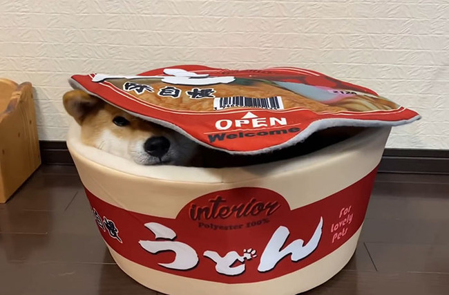 sleeping-dog-food-beds-shiba-inu-yuki-chan