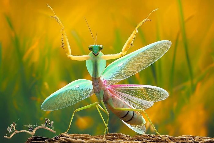 外国人 華やかで面白い世界のカマキリの写真を見せていく 海外の万国反応記 海外の反応 外国人 華やかで面白い世界のカマキリの写真を見せていく 海外の万国反応記 海外の反応