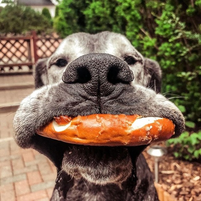 CBdogUpFfJI-png__700
