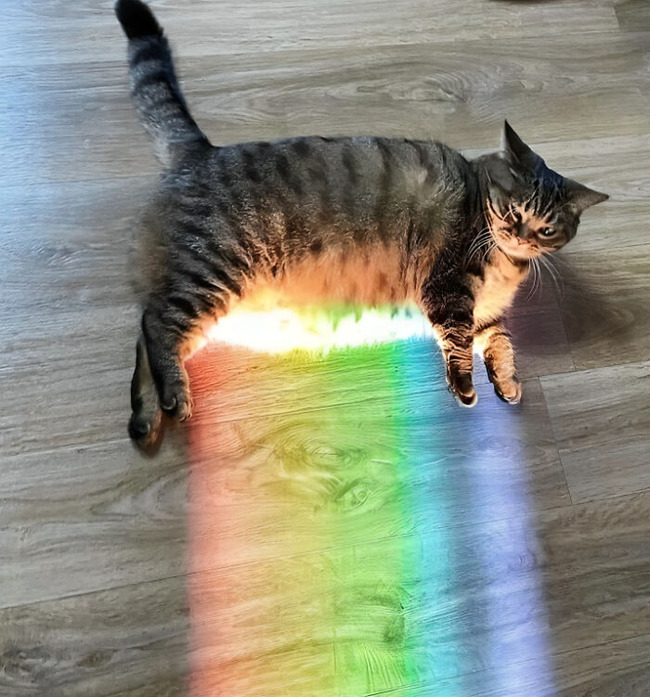 rainbow-everything-pics-pride-1-666c0ae4b784c-png__700